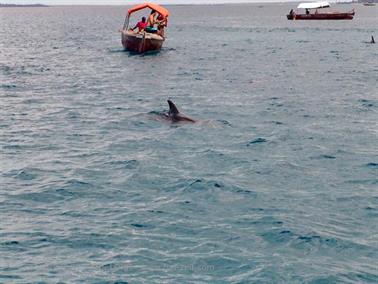 Swimming with dolphins, Zanzibar, DSC07848b